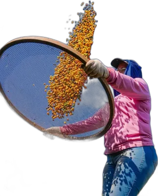 Arara